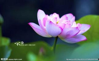 荷花美图片,自然之美与人文情怀的交融